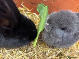 Mini Lion Lop rabbits 2 Beautiful Mini Lionhead Lops For Sale £50 Each - Advert 10
