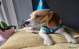 Beagle dogs for stud: BEAGLE. (FOR STUD ONLY) - Image 4