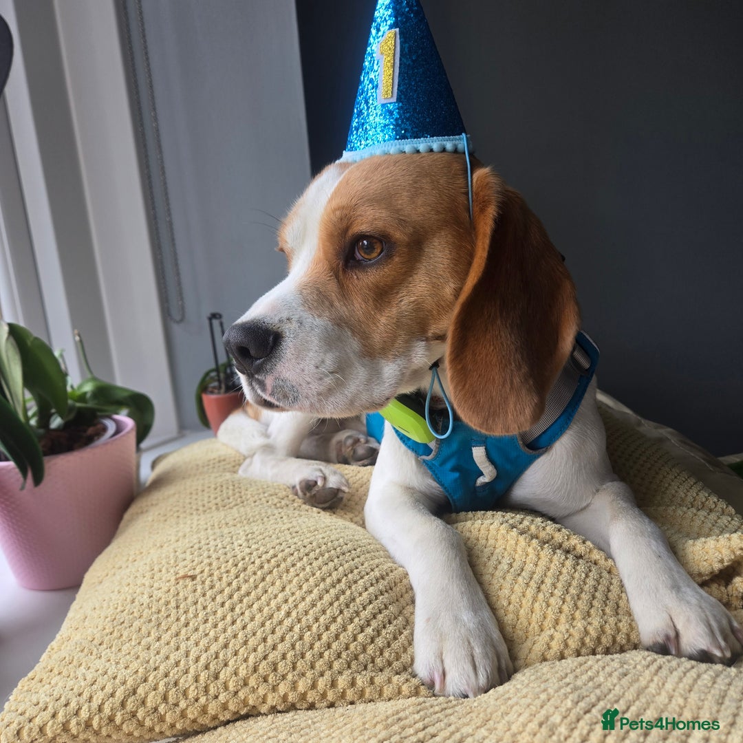 Beagle dogs for stud: BEAGLE. (FOR STUD ONLY) - Image 4