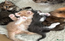 Mixed Breed cats for sale: Kittens ready this week. - Image 16