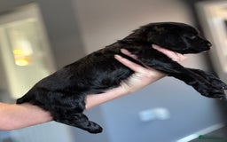 Cocker Spaniel dogs for sale: 3 Working Cocker Spaniel Dogs  - Image 8