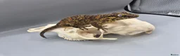 Gecko reptiles for sale: Proven breeder Orange blotch gargoyle gecko  - Advert 1