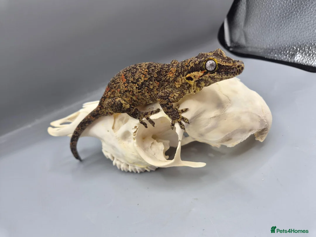 Gecko reptiles for sale: Proven breeder Orange blotch gargoyle gecko  - Advert 1