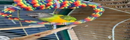 Parrots birds for sale: Senegal parrot in Sandbach - Advert 2
