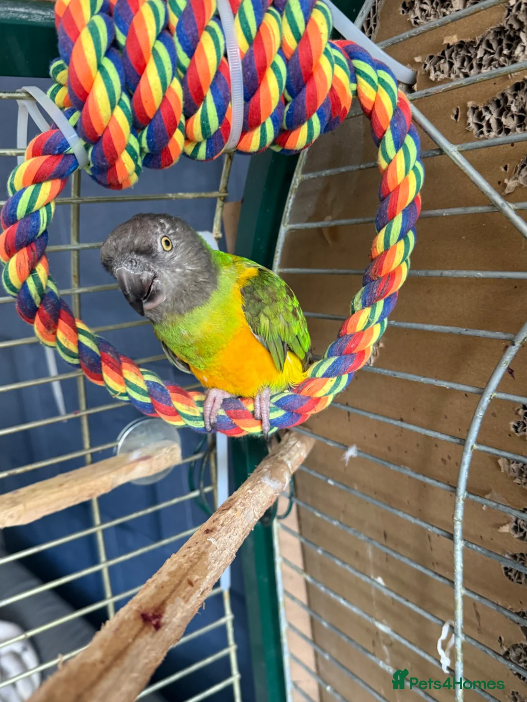 Parrots birds for sale: Senegal parrot in Sandbach - Advert 2