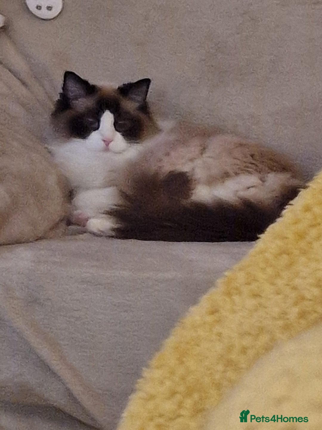 Ragdoll cats for sale: Ragdoll sisters 6 year old must stay together - Advert 2