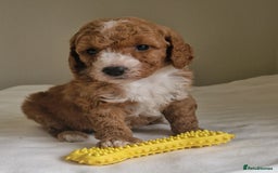 Cockapoo dogs for sale: Beautiful Cockapoo Puppies  - Image 10