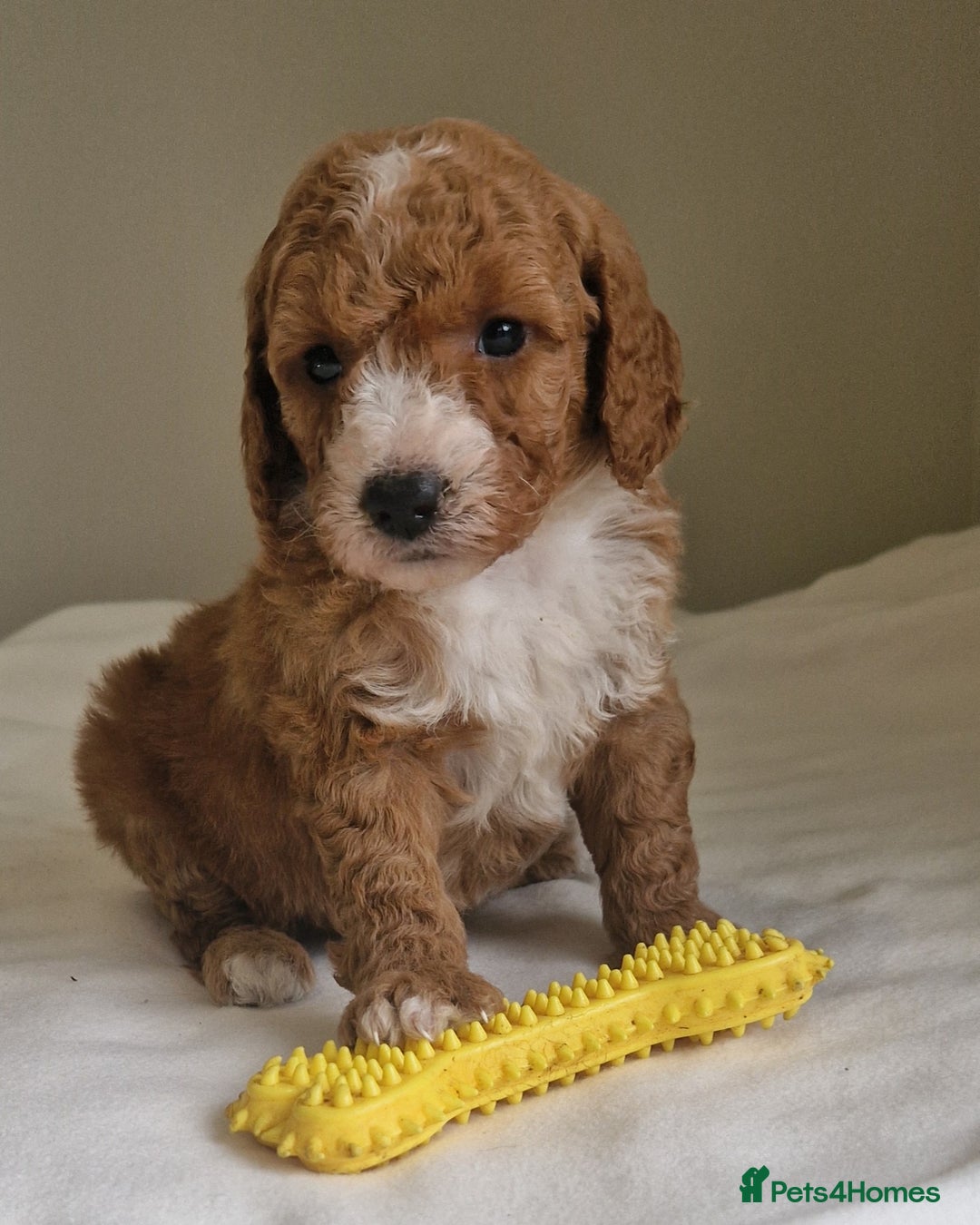 Cockapoo dogs for sale: Beautiful Cockapoo Puppies  - Image 10