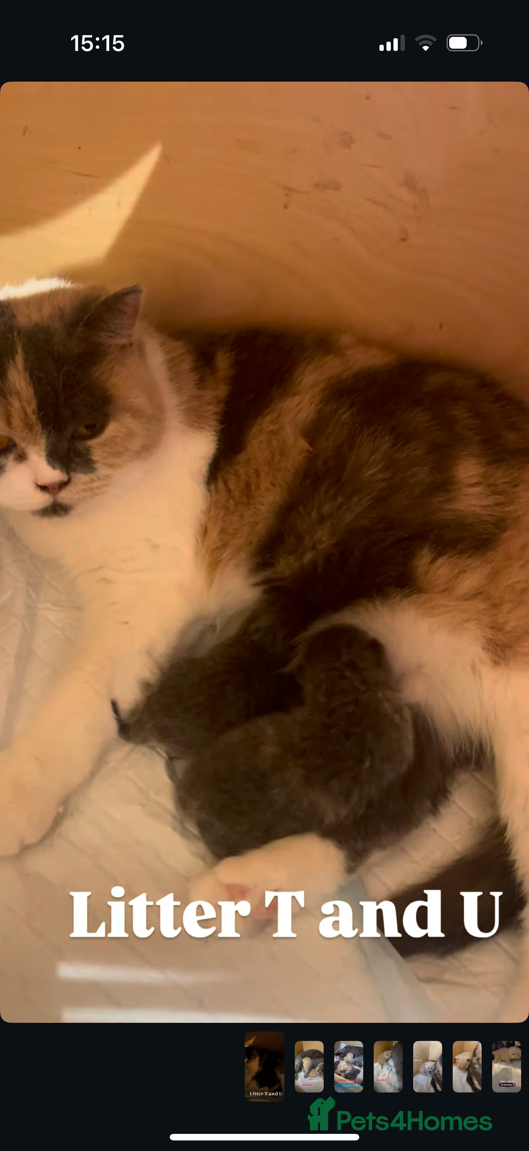 British Shorthair cats for sale: British Shorthair Kittens blue tortie  - Advert 25