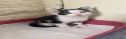 Mixed Breed cats for sale: Beautiful Kittens in Sutton-in-Ashfield - Advert 3