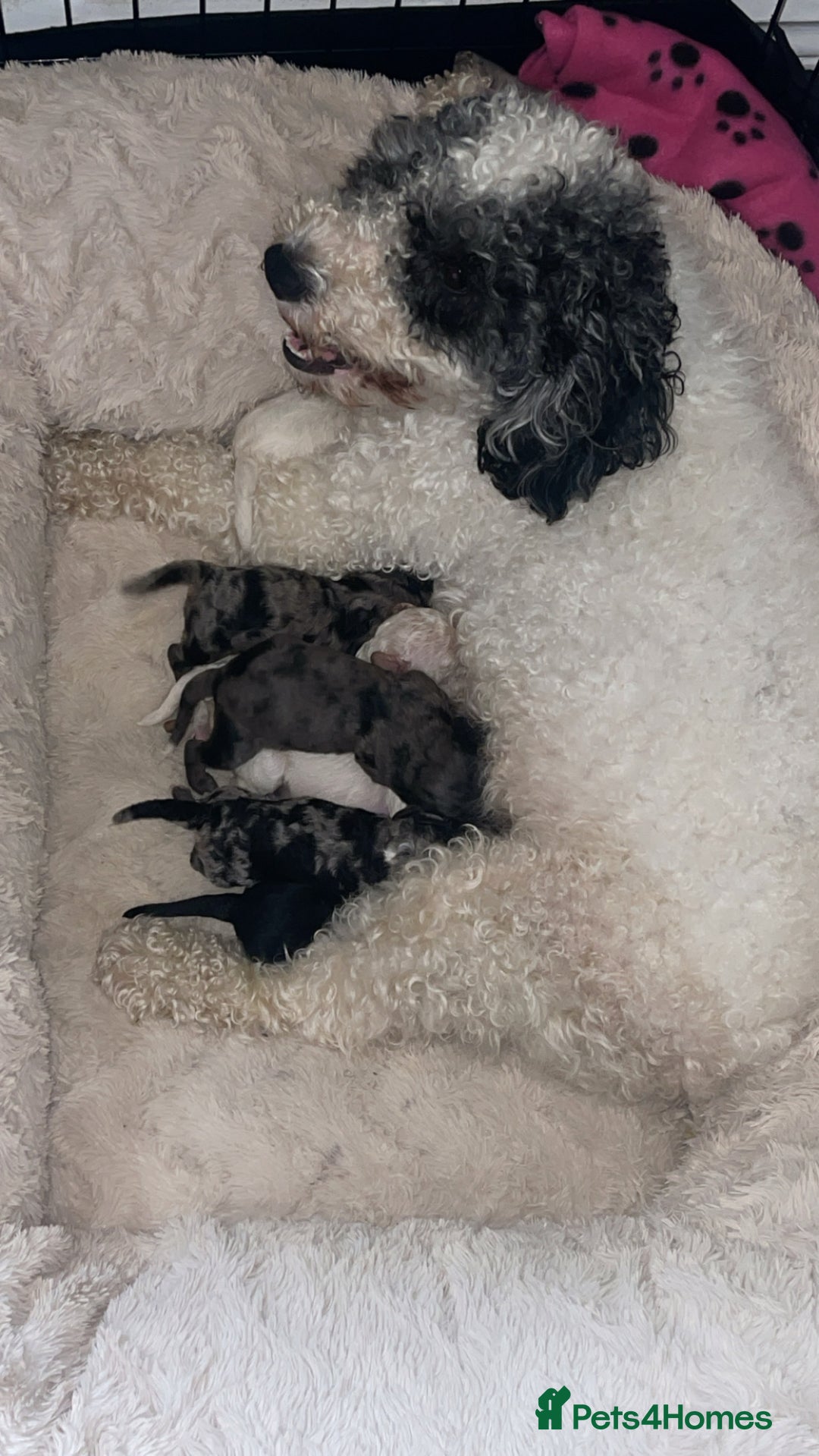 Mixed Breed dogs for sale: Cavapoochon X cockapoo puppies - Image 11
