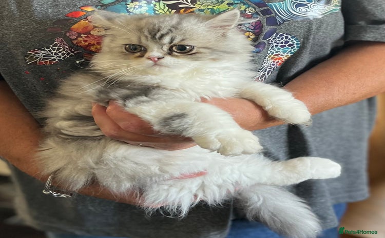 Persian cats - Advert 1