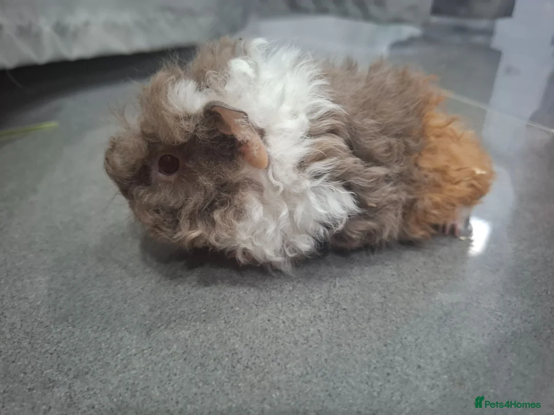 Guinea Pig rodents for sale: Lunkarya boars  - Advert 6