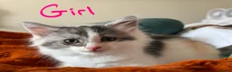 Maine Coon cats for sale: Thoroughbred Maine Coon Kittens - Advert 4