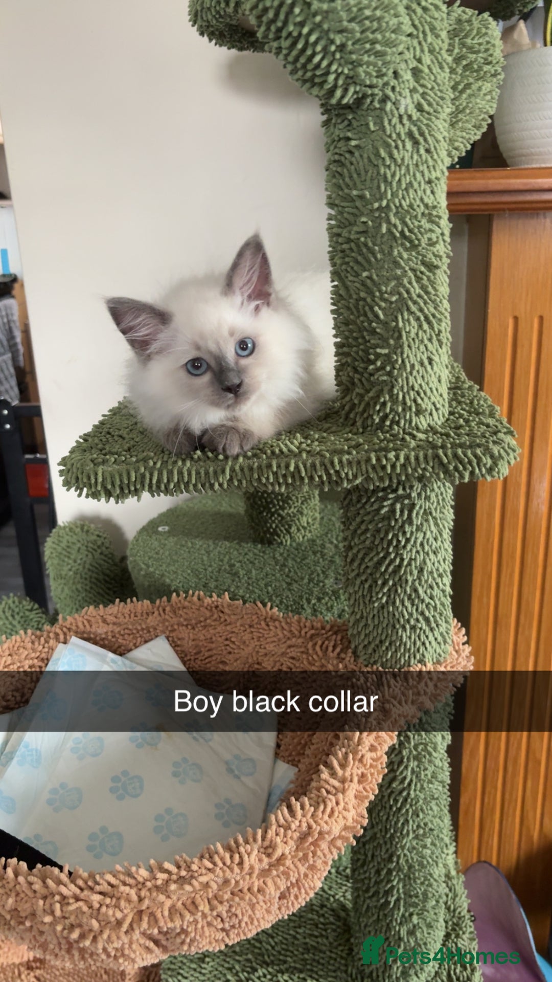 Ragdoll cats for sale: Ragdoll kittens - Image 1