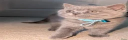 British Shorthair cats for sale: Full Pedigree British ShortHair  in York - Advert 8