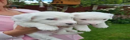 Sealyham Terrier dogs for sale: 2 Sealyham terrier puppies left for sale in Cannock - Advert 4