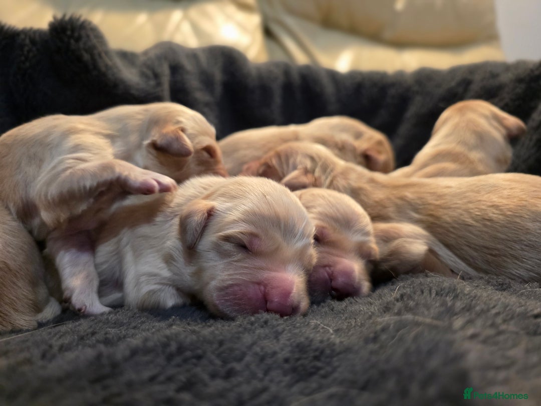 Golden Retriever dogs for sale: Beautiful and Loving Golden Retriever Puppies 🐶  - Advert 8