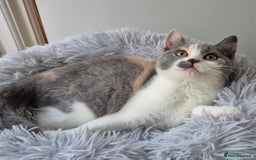 British Shorthair cats for sale: BSH from GCCF parents, champions in pedigree - Image 6