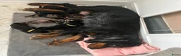 Cocker Spaniel dogs for sale: Gorgeous Schnocker puppies - Advert 21
