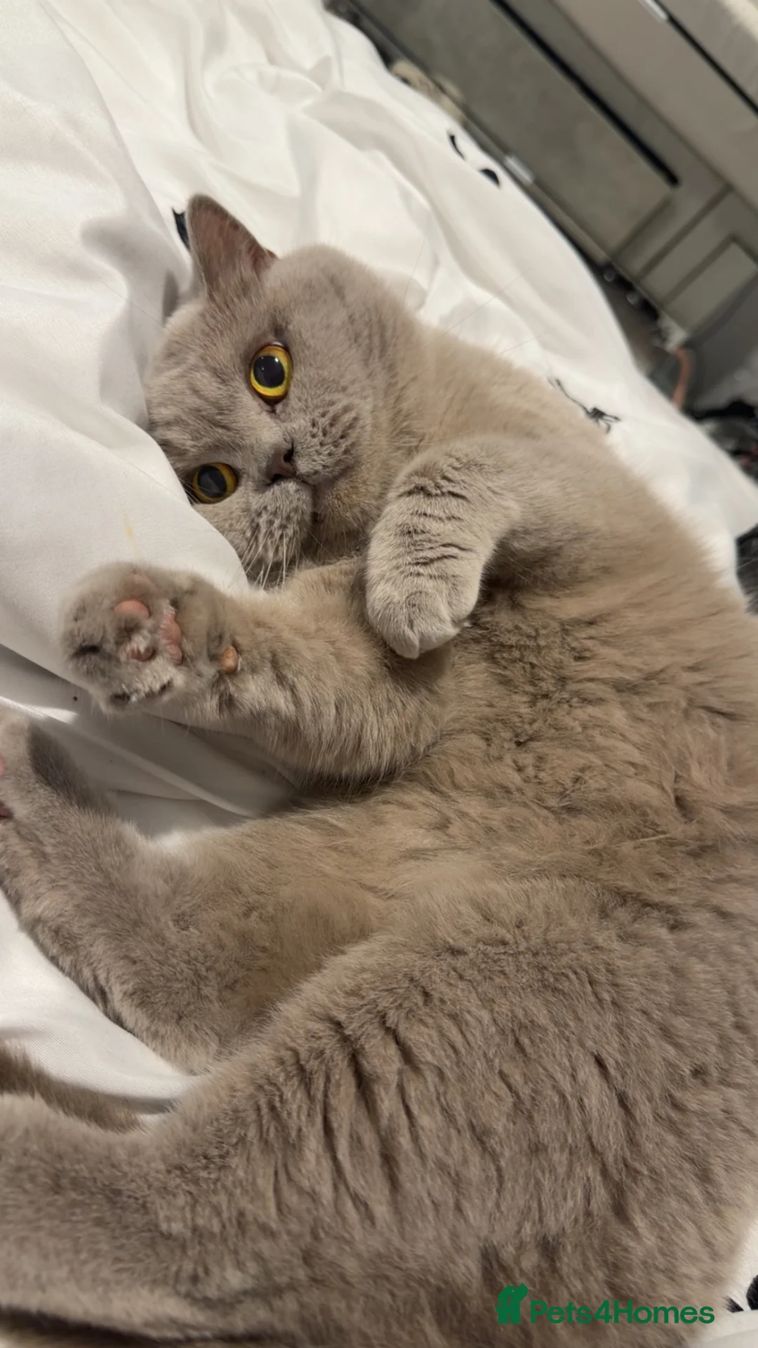 British Shorthair cats for sale: Lilac male British shorthair  - Advert 2