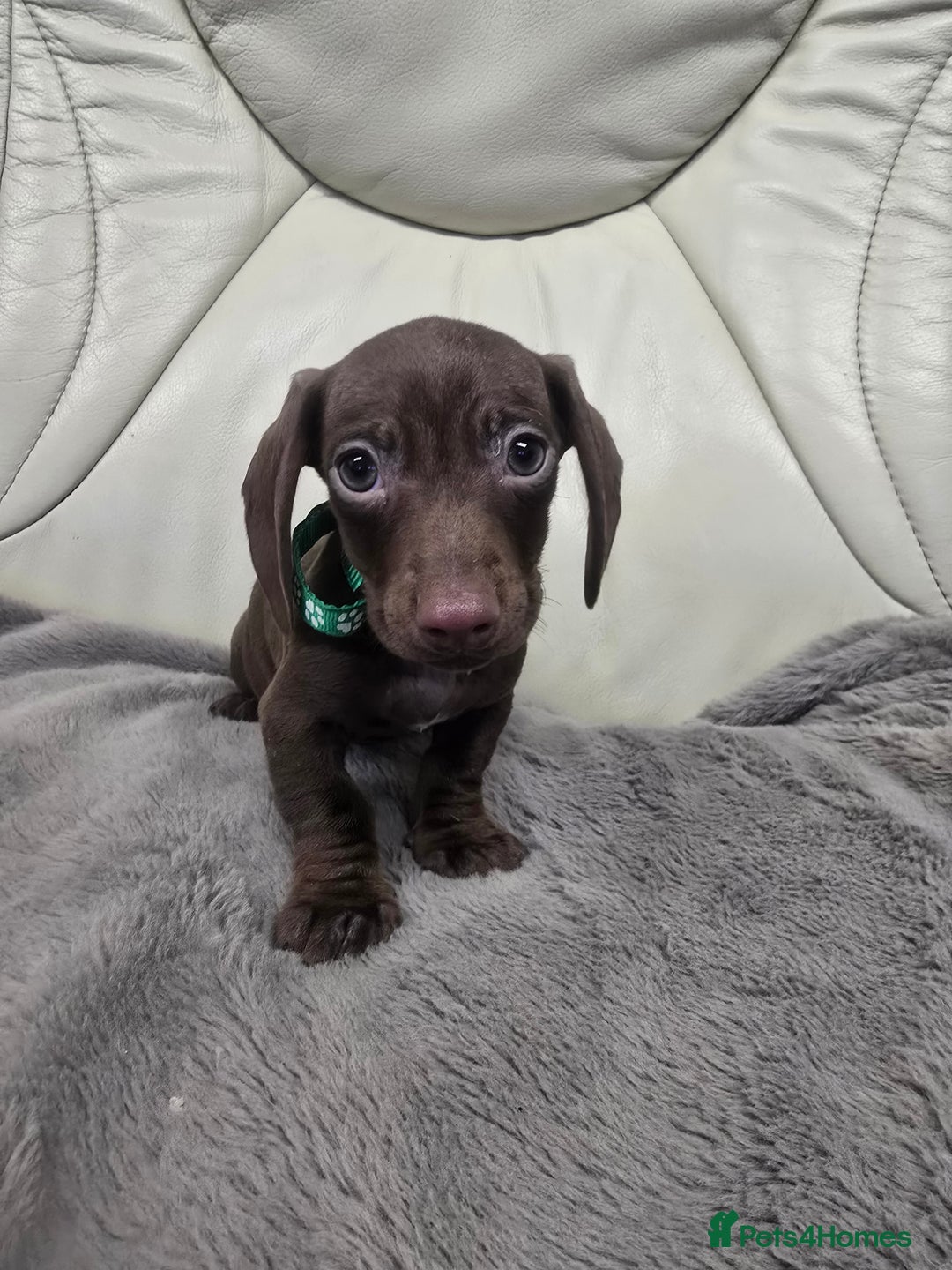 Miniature Dachshund dogs for sale: Miniature Dachshund Puppies - Advert 7