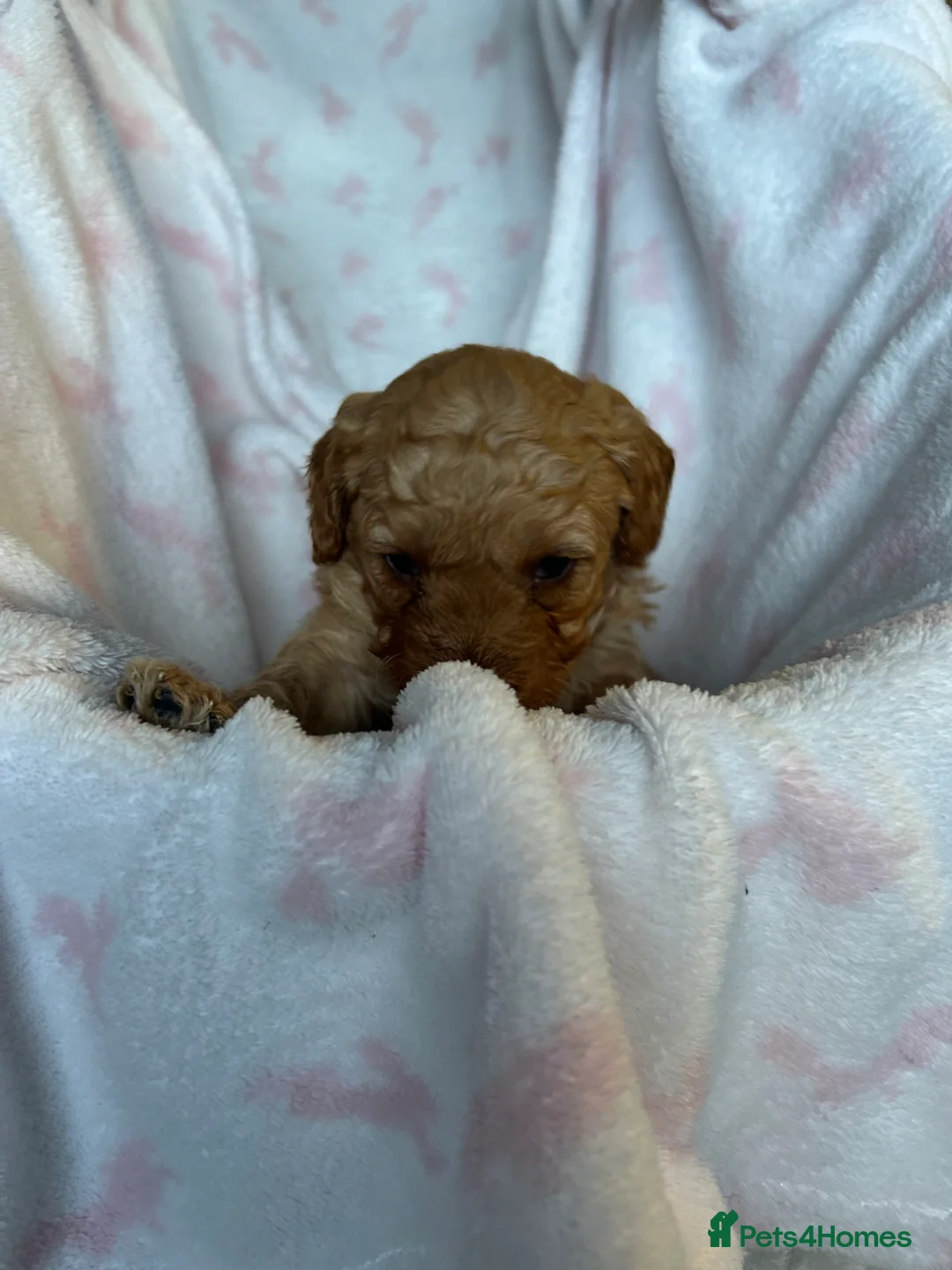 Cavapoo dogs for sale: Adventures of a curly cavapoo no further  - Advert 22