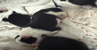 Border Collie dogs - Advert 4