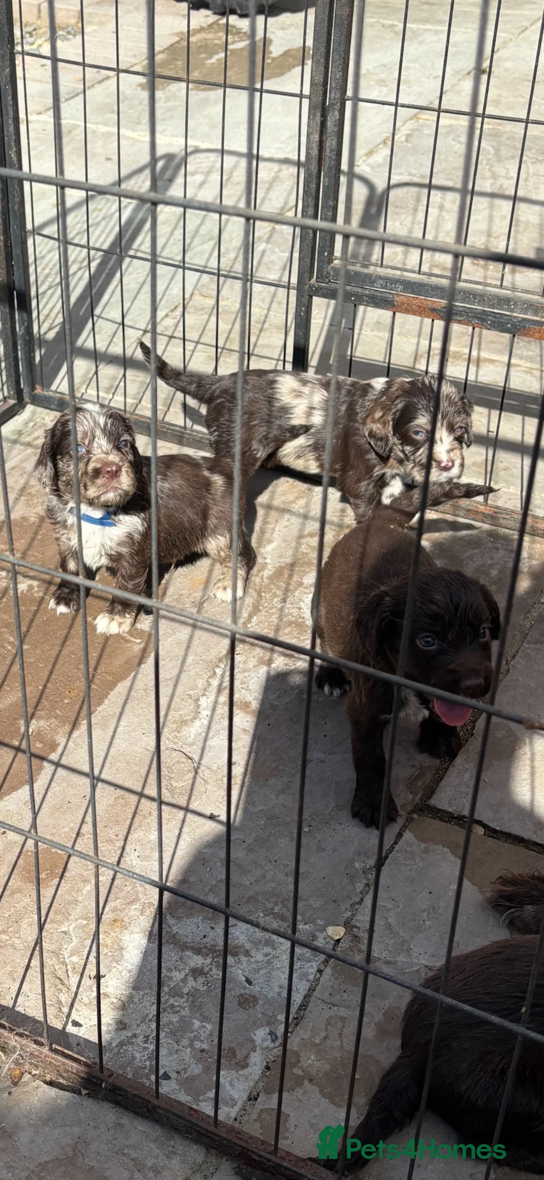 Cocker Spaniel dogs for sale: Merle cocker spaniel pups  - Advert 7
