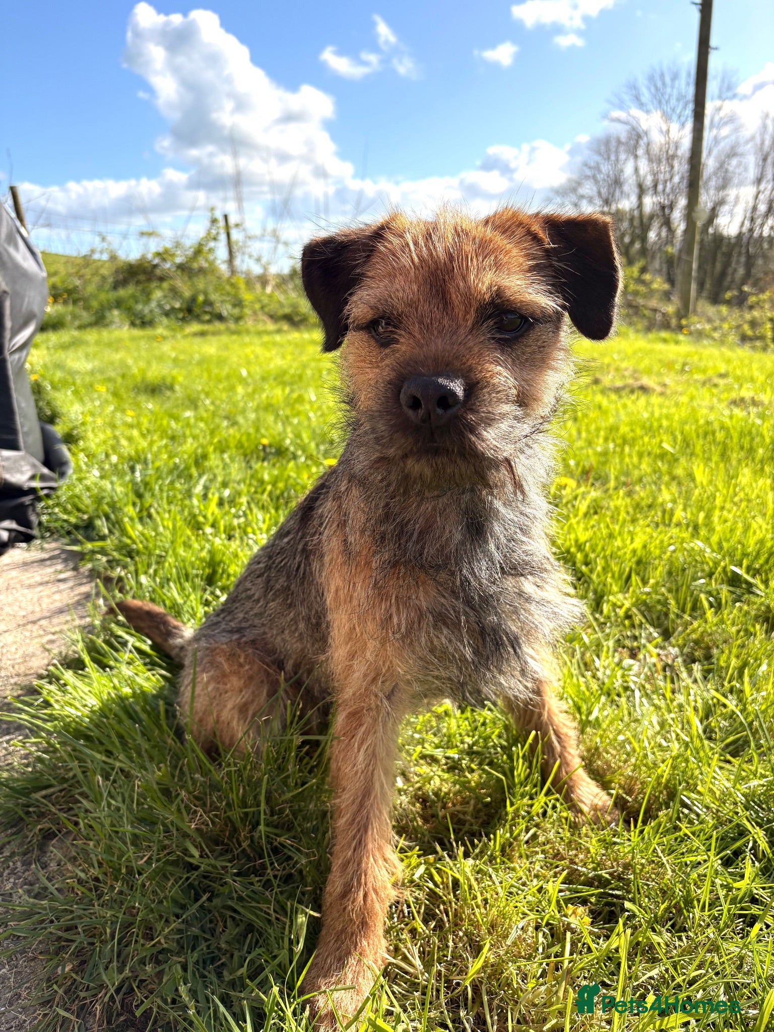 Border Terrier dogs Border Terrier for Stud - Advert 2