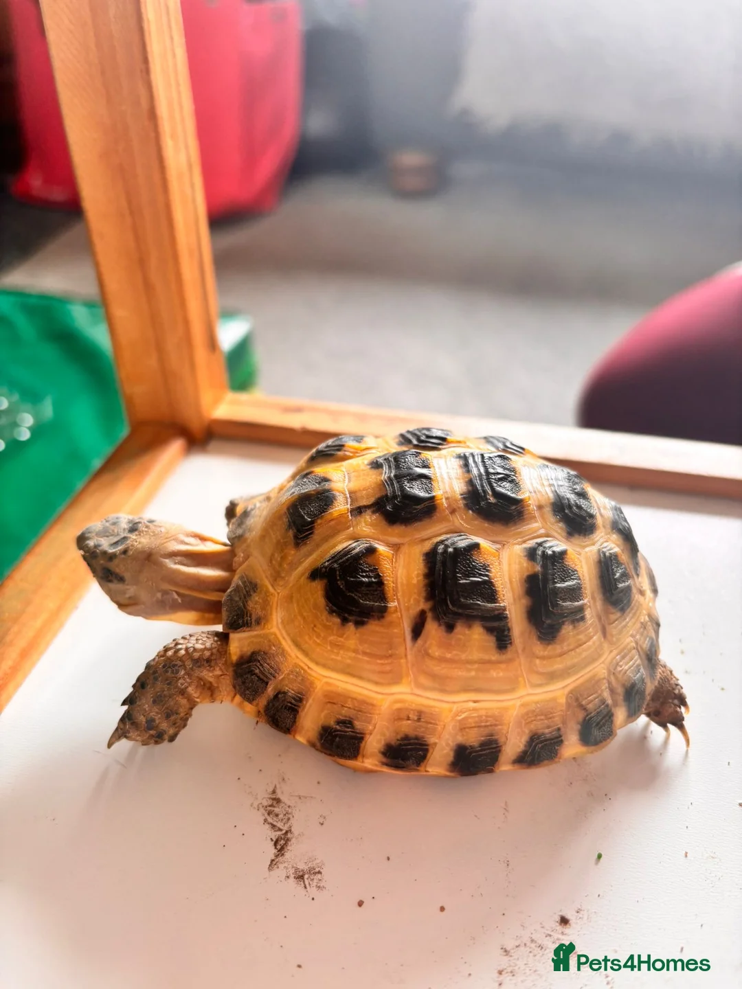 Tortoise reptiles for sale: Horsfield tortoises for sale in Cannock - Advert 6