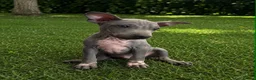 Mixed Breed dogs for sale: American Hairless Terrier Puppies  - Advert 4