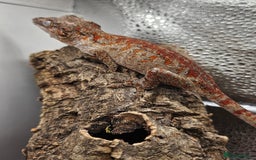 Gecko reptiles for sale: 5 Gargoyle Gecko Babies for sale - Image 4