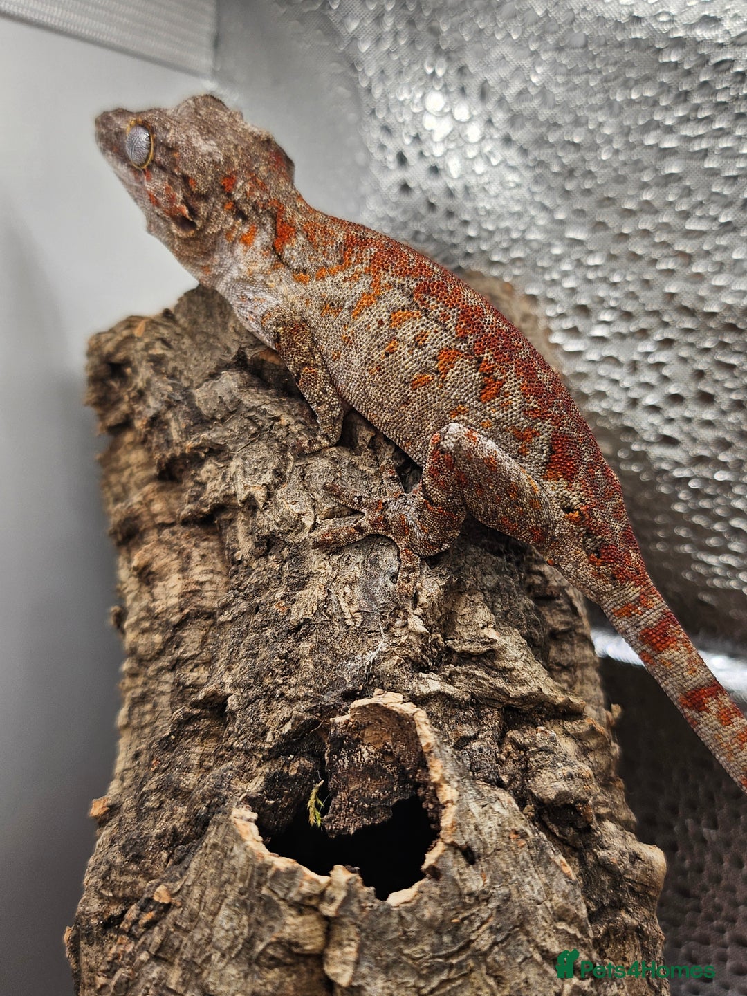 Gecko reptiles for sale: 5 Gargoyle Gecko Babies for sale - Image 4
