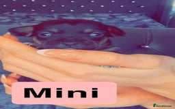 Mixed Breed dogs for sale: Chihuahua puppies  - Image 2