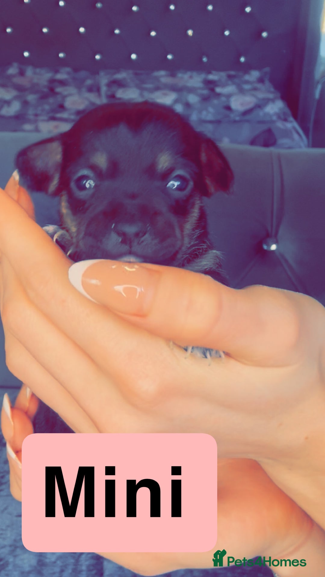 Mixed Breed dogs for sale: Chihuahua puppies  - Image 2