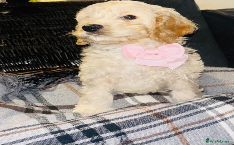 Cavapoo dogs - Advert 9