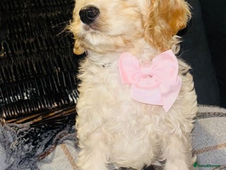 Cavapoo dogs - Advert 3