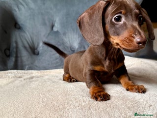 Miniature Dachshund dogs - Advert 4