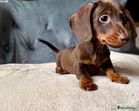 Miniature Dachshund dogs - Advert 16