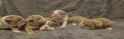 English Bulldog dogs for sale: ☆ showstopping stocky and Rare lilac tri pups ☆  - Advert 16