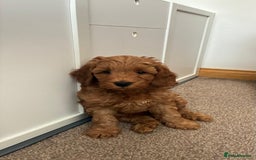 Cockapoo dogs for sale: Westcraigs Cockapoos - Image 14