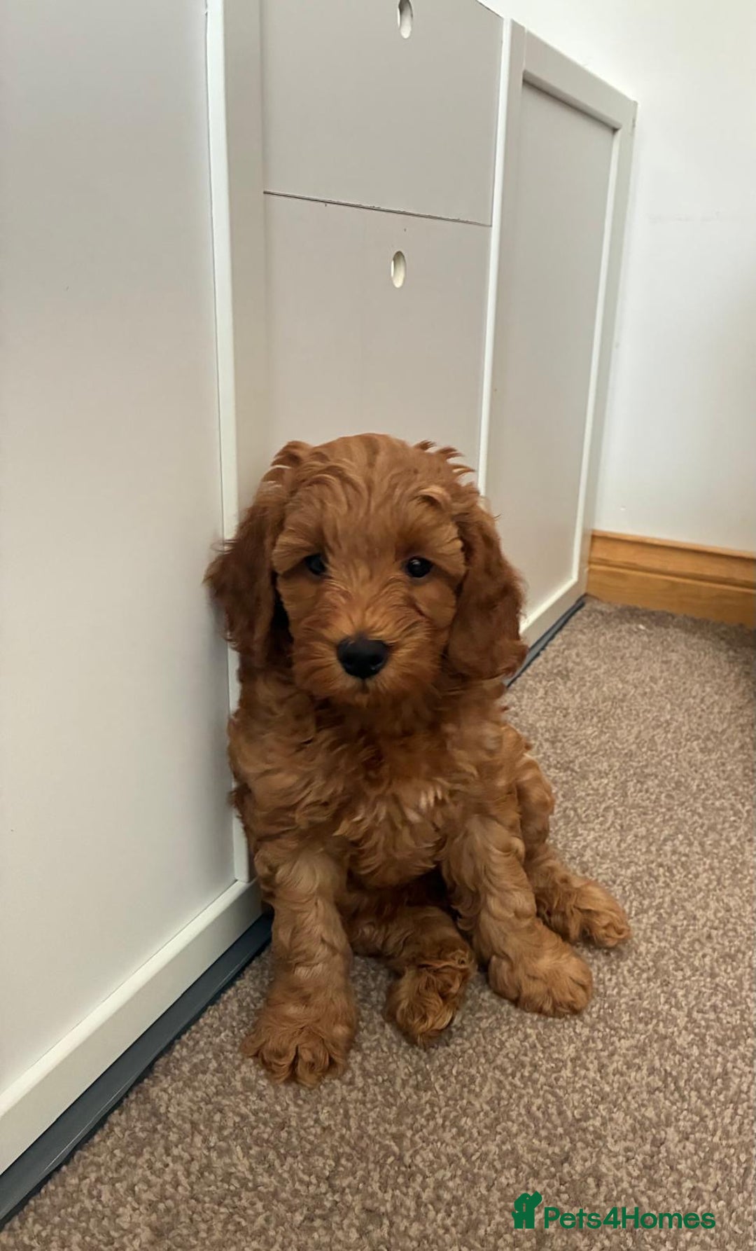 Cockapoo dogs for sale: Westcraigs Cockapoos - Image 14