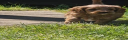 Cavapoo dogs for sale: Cavapoo Red F1b puppies  - Advert 4