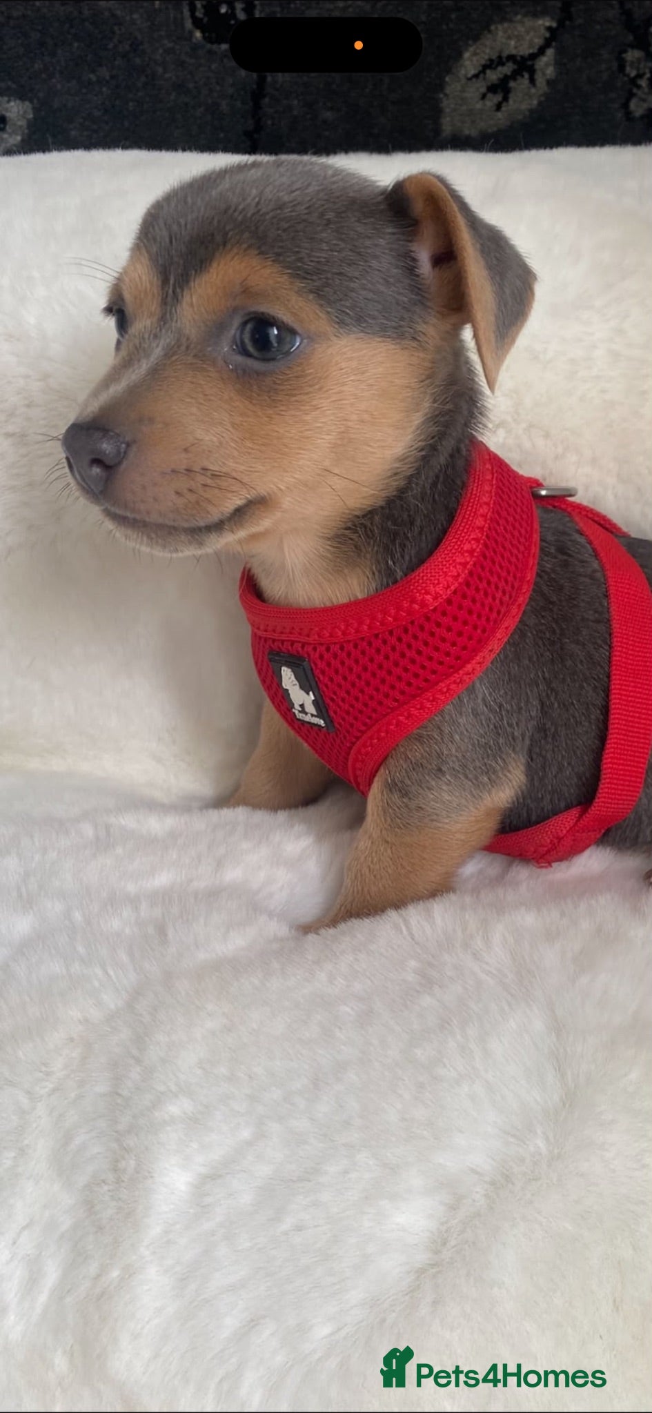 Jack Russell dogs Blue and tan + lilac and tan mini Jack Russell  - Advert 1