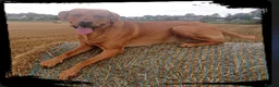 Labrador Retriever dogs for stud: KC registered and fully health checked  - Advert 2