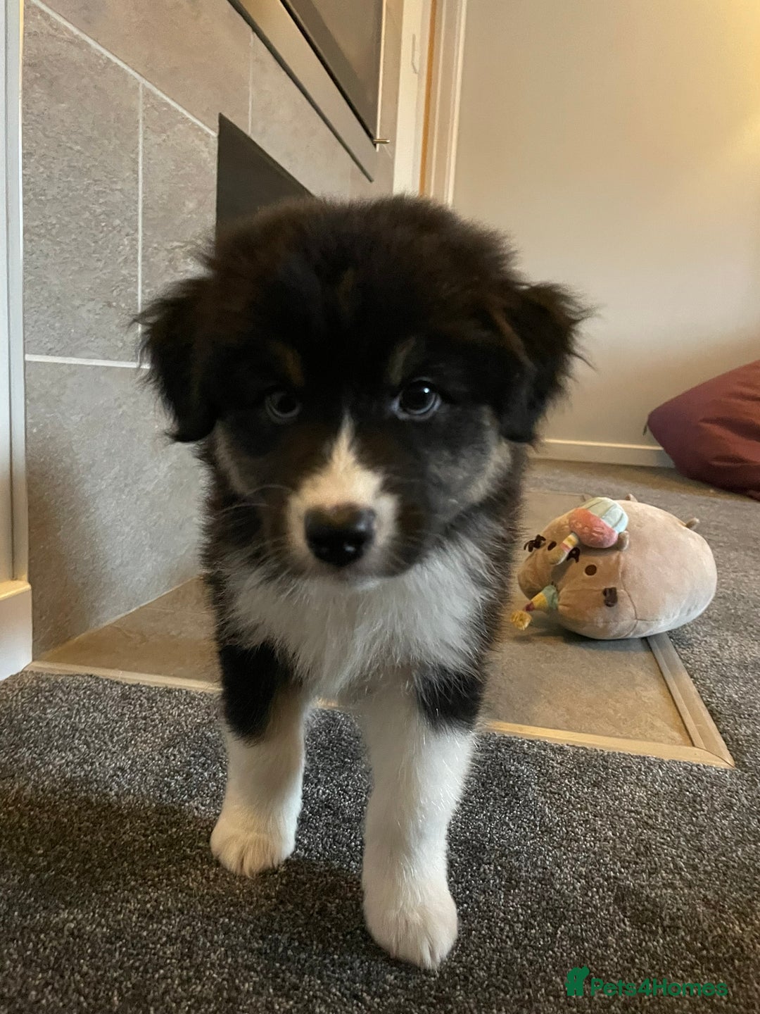 Australian Shepherd dogs for sale: Exceptional Australian Shepherd Puppies - Advert 13