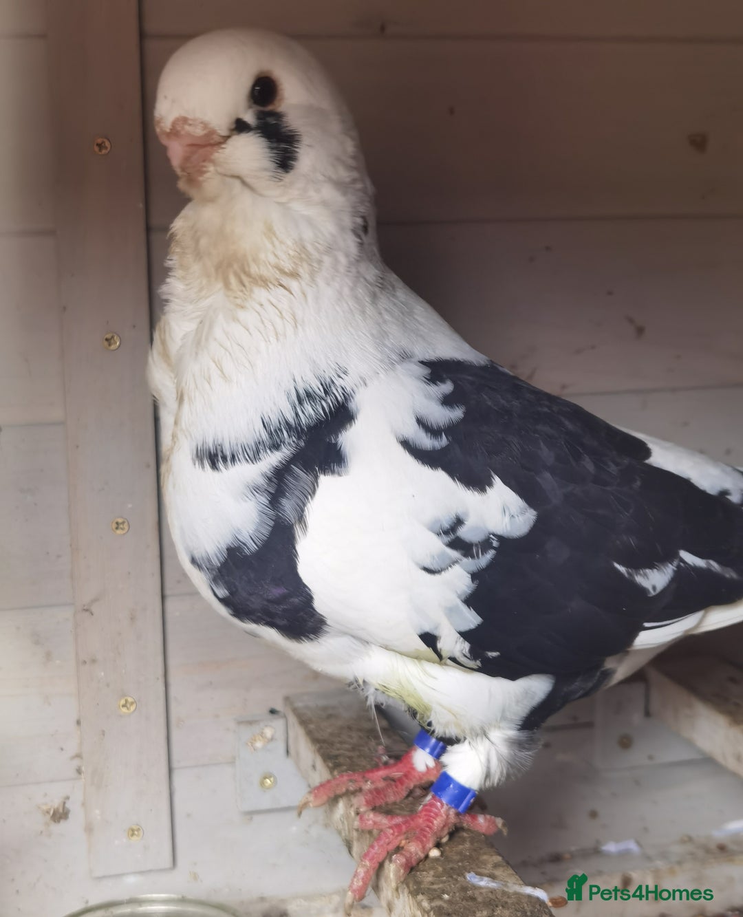 Pigeons birds for sale: Pigeons [Semi Hand-Raised] - Fancy & Racing Breeds - Advert 19