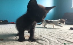 Mixed Breed cats for sale: Very frendly kittens - Image 3