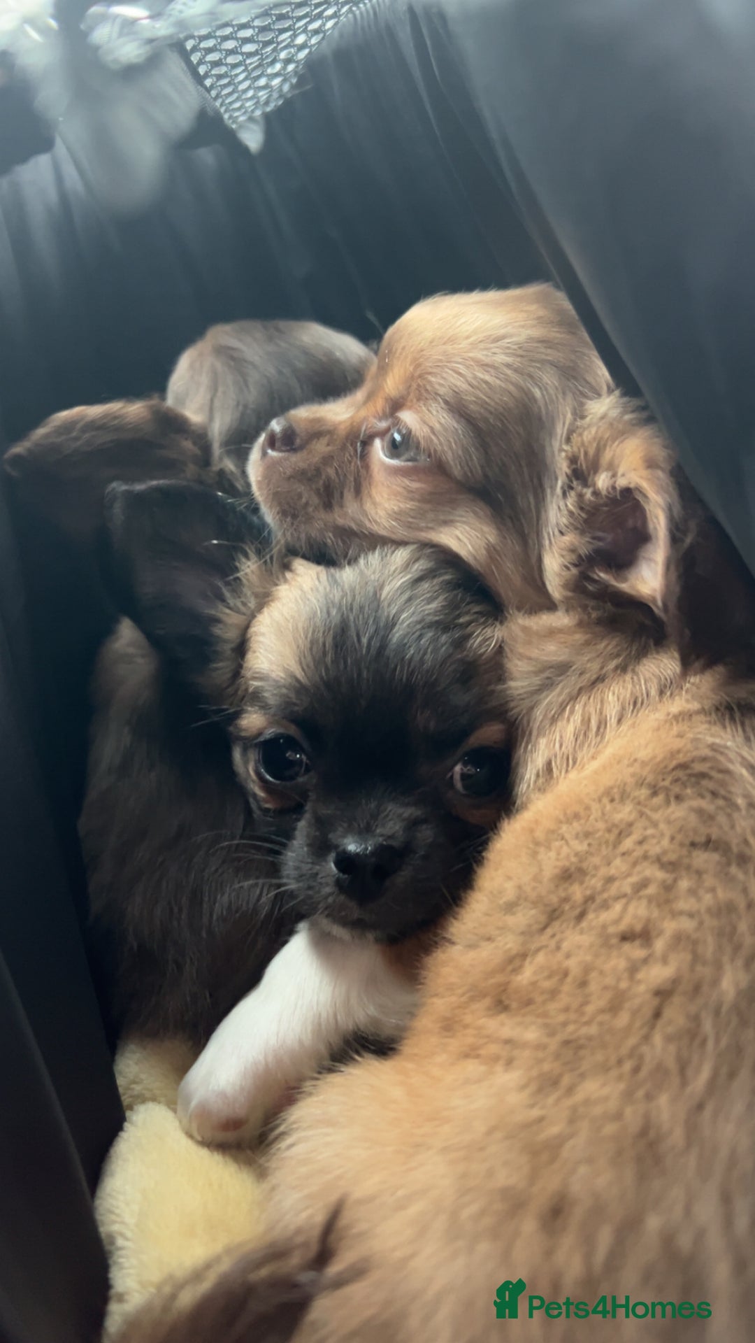 Chihuahua dogs for sale: 2 gorgeous girls for sale ❤️ - Advert 1